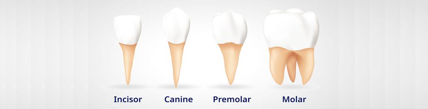 What Are The Four Types Of Teeth?